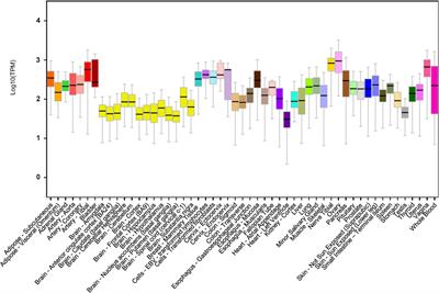 DNA Damage Inducible Transcript 4 Gene: The Switch of the Metabolism as Potential Target in Cancer